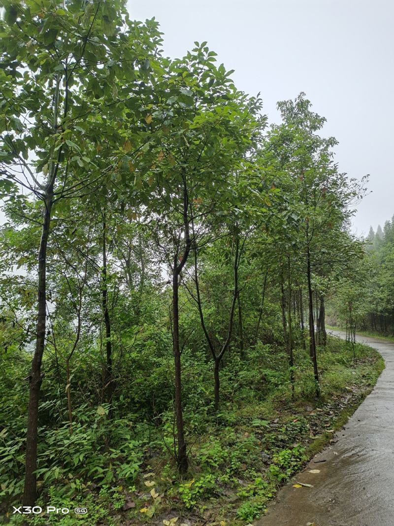 香樟树香樟大树基地一手货源