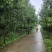 香樟树香樟大树基地一手货源