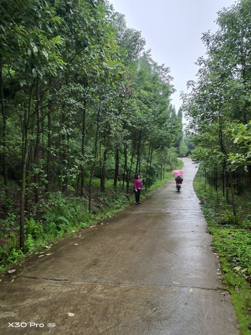 香樟树香樟大树基地一手货源