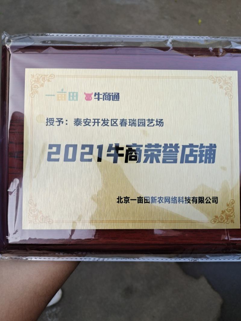 五角枫苗自营苗圃培育原产地现挖现发包邮