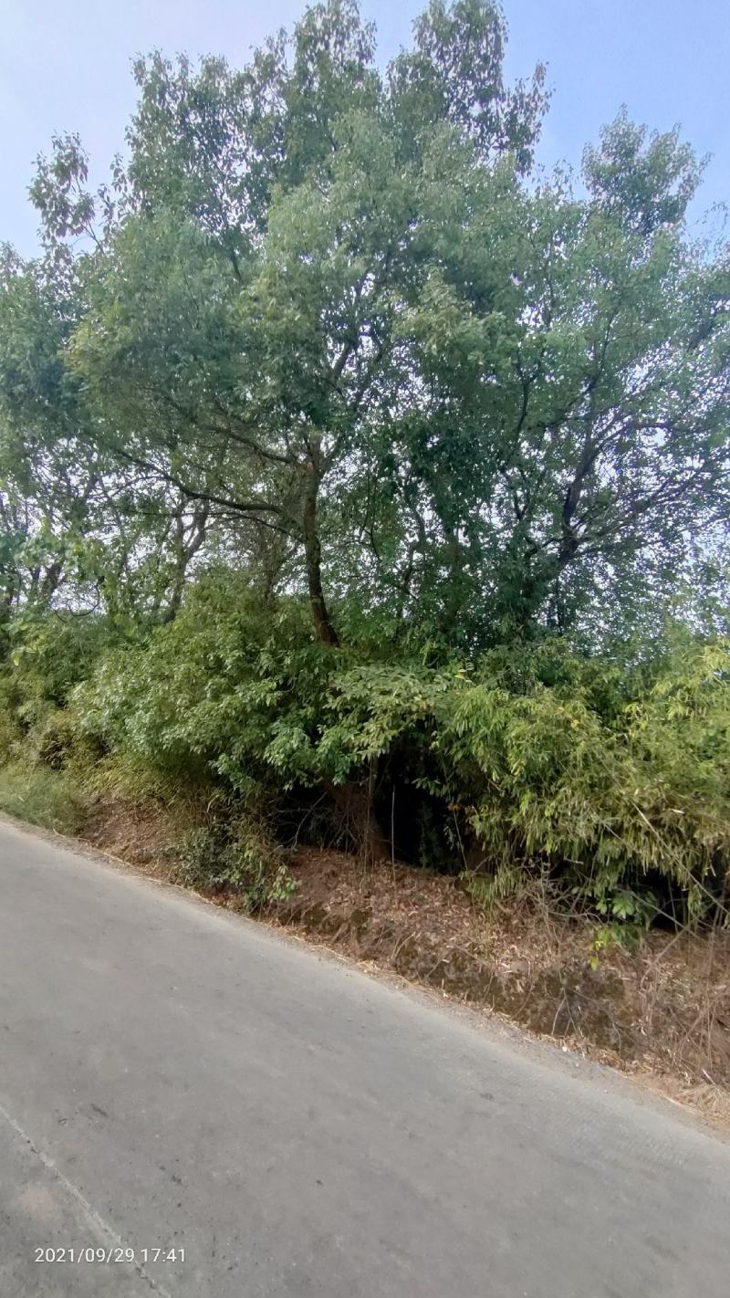 乌桕丛生乌桕，单杆乌桕朴树
