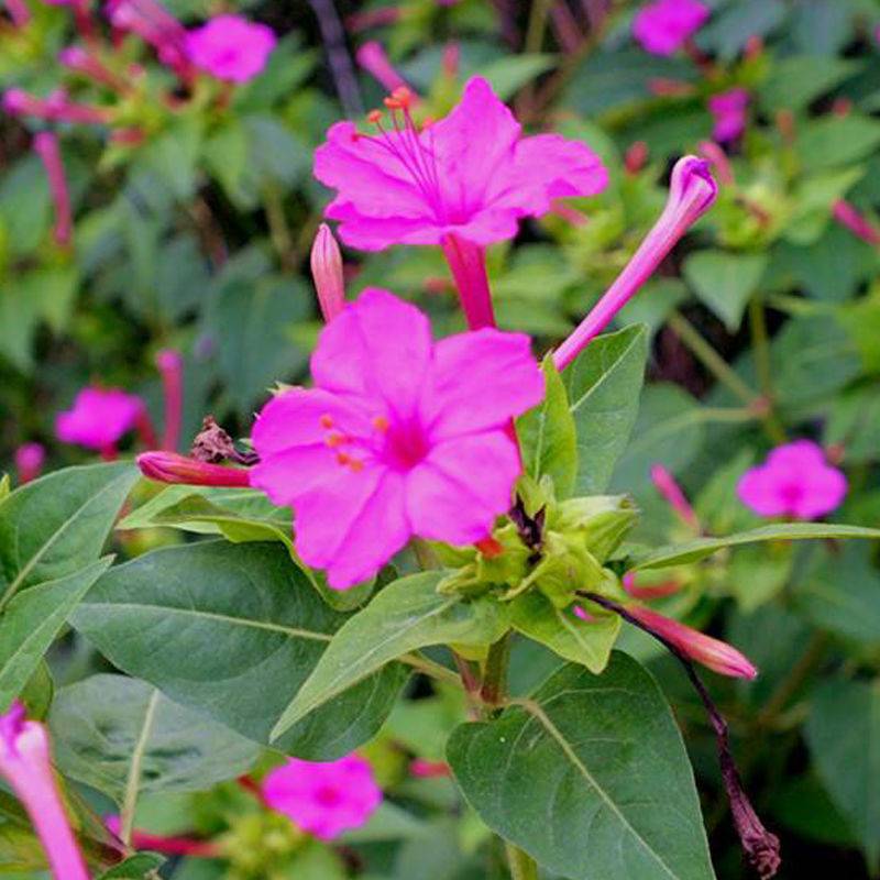 紫茉莉花种子茉莉花地雷花种籽紫茉莉花种子阳台花园公园易种