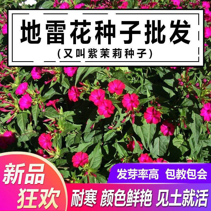 紫茉莉花种子茉莉花地雷花种籽紫茉莉花种子阳台花园公园易种