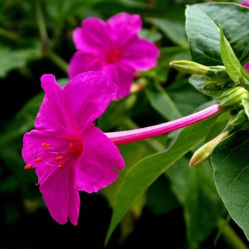 紫茉莉花种子茉莉花地雷花种籽紫茉莉花种子阳台花园公园易种