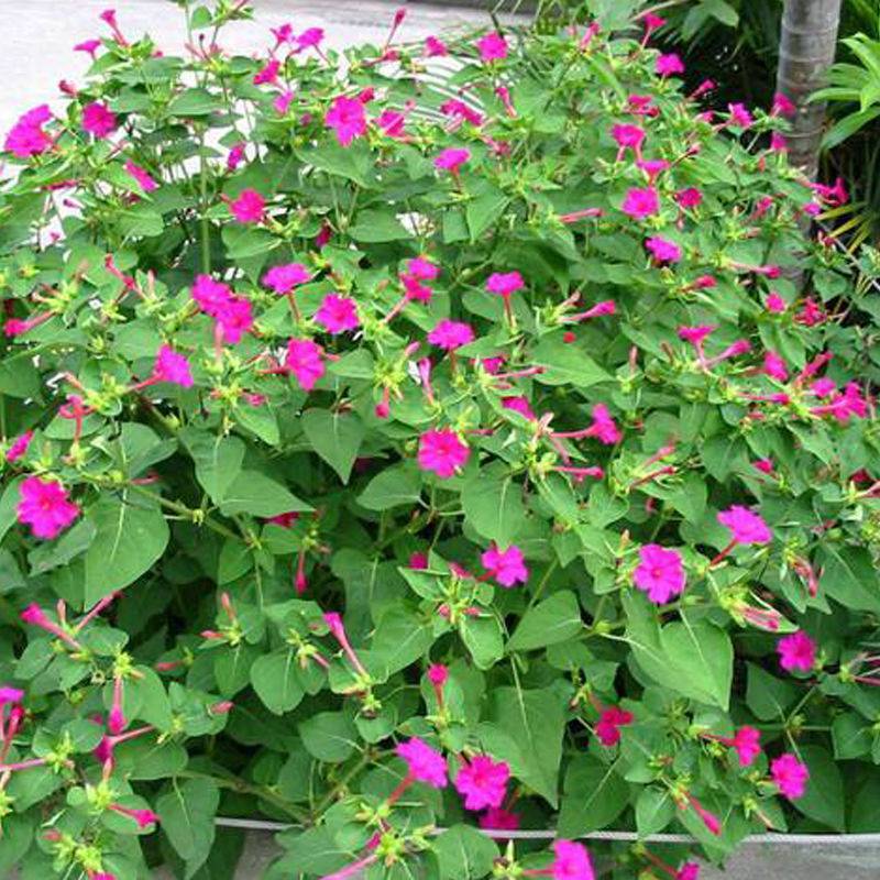 紫茉莉花种子茉莉花地雷花种籽紫茉莉花种子阳台花园公园易种