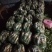 大量青萝卜上市