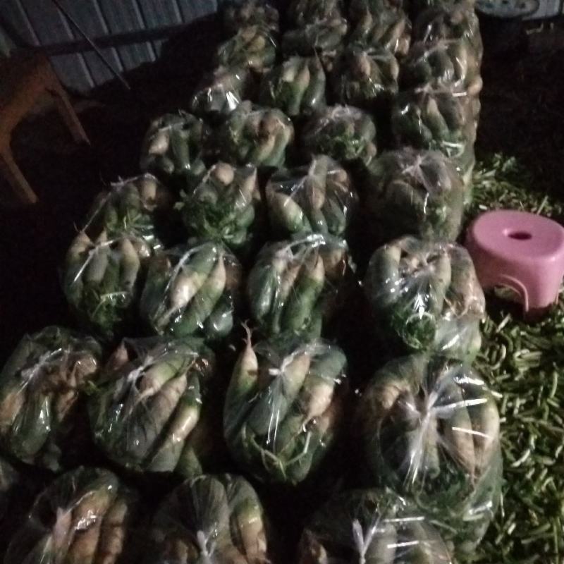 大量青萝卜上市