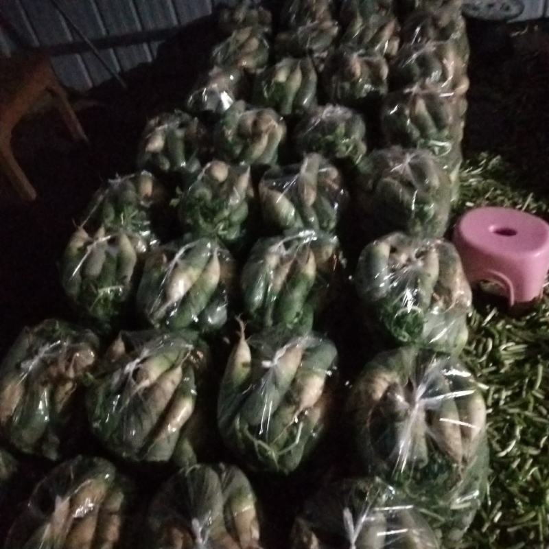 大量青萝卜上市