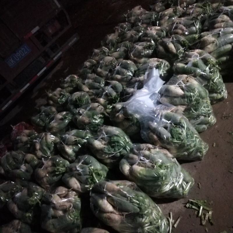 大量青萝卜上市