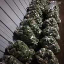 大量青萝卜上市