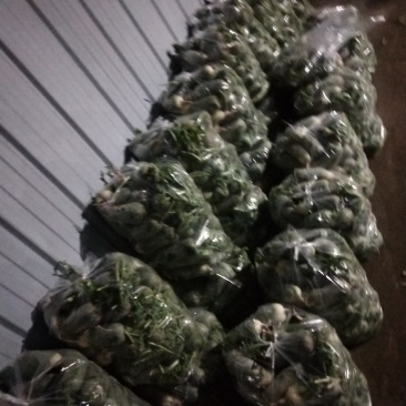 大量青萝卜上市