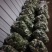 大量青萝卜上市