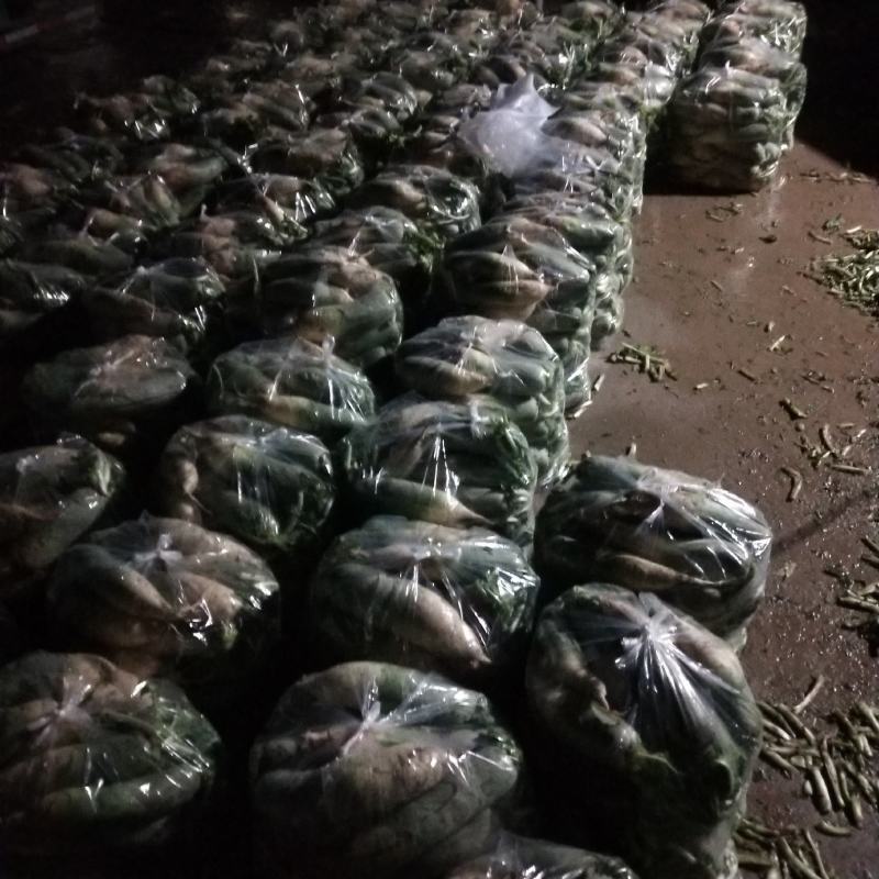 大量青萝卜上市