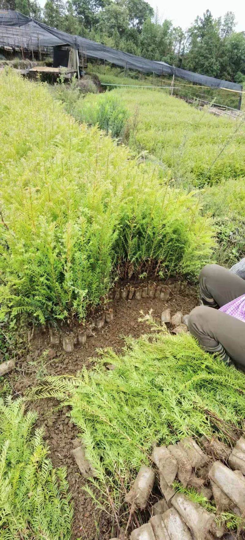 红豆沙杯苗，湖南红豆沙