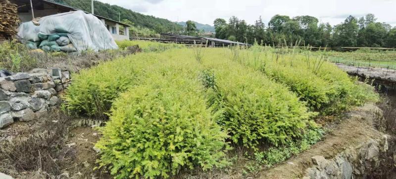 红豆沙杯苗，湖南红豆沙