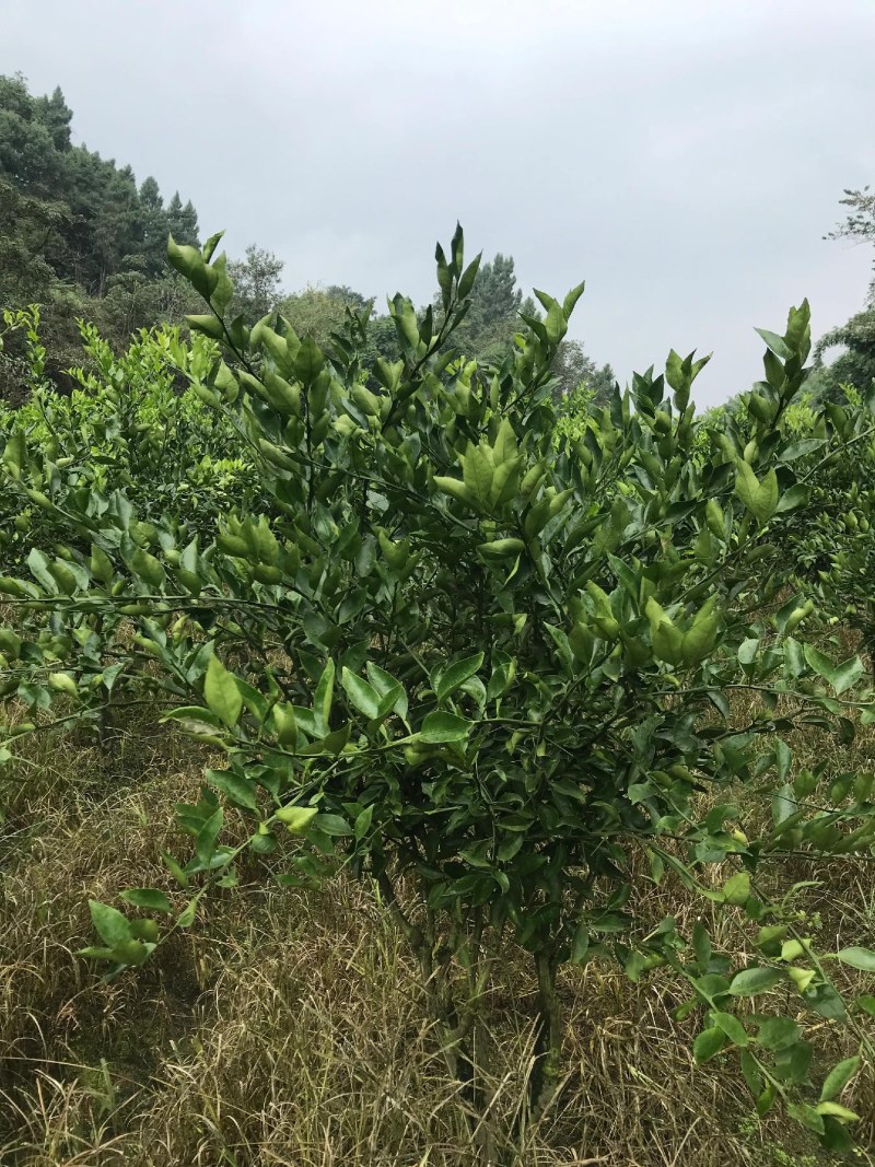 明日行枝条，明日旺，新津60号枝条，现场采剪打包发货