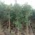 云南红芽清香木，绿化苗，基地直发，清地处理中