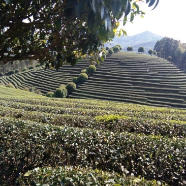 大红袍茶