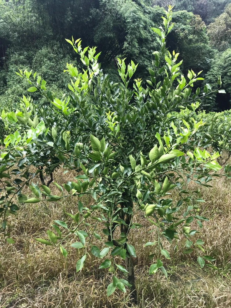 新津60号，明日旺柑橘枝条，老熟粗壮饱满