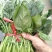 菠菜20-25公分原产地质量保证正常代发