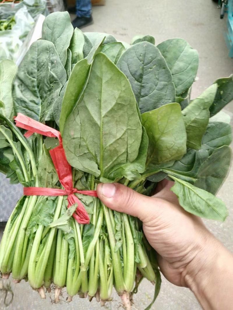 菠菜20-25公分原产地质量保证正常代发