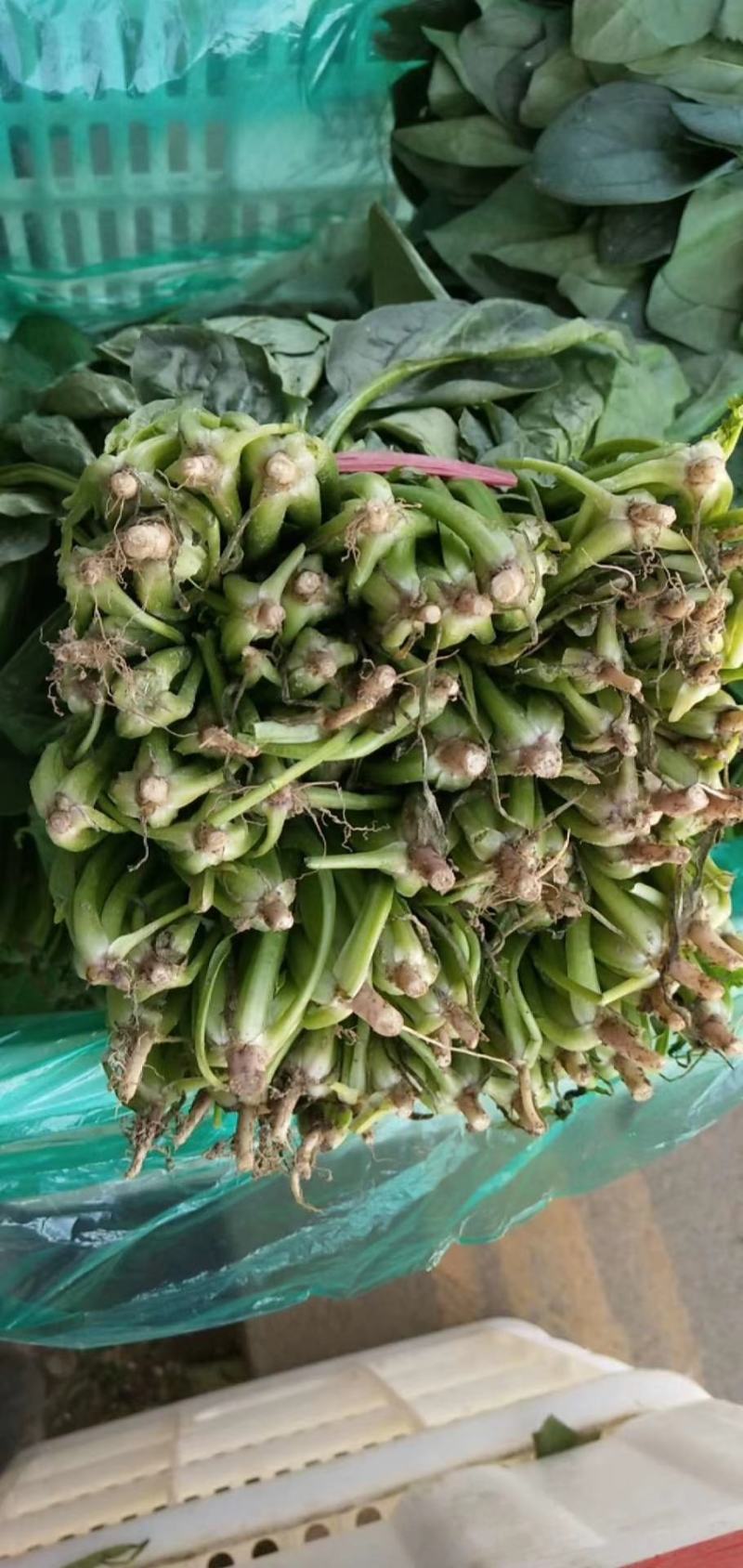 菠菜20-25公分原产地质量保证正常代发