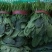 菠菜20-25公分原产地质量保证正常代发