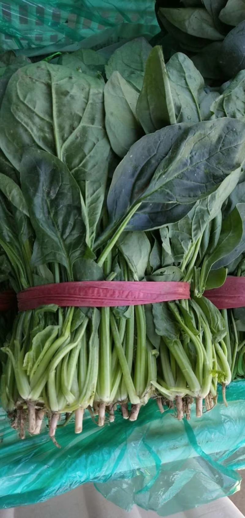 菠菜20-25公分原产地质量保证正常代发