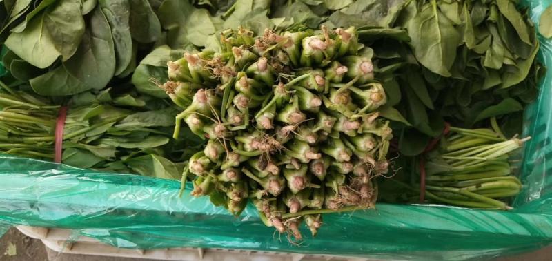 菠菜20-25公分原产地质量保证正常代发