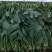 菠菜20-25公分原产地质量保证正常代发