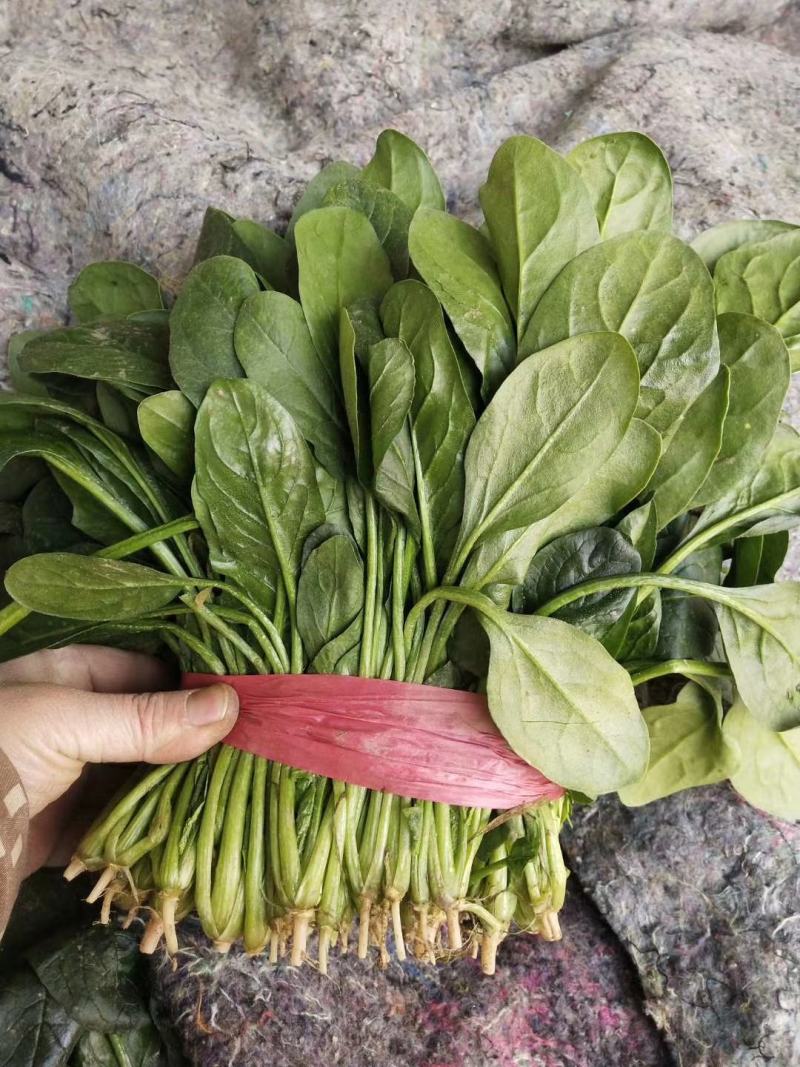 菠菜20-25公分原产地质量保证正常代发