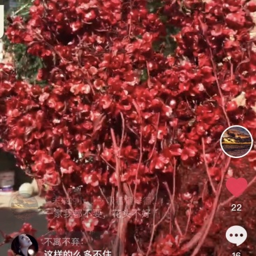 需要的老板，可以订购，迎客豆，