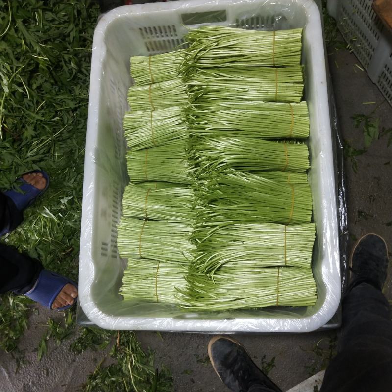 云南基地精品芦蒿，一手货源，货源充足质量保证，全国发货。