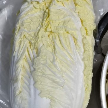 通许精品黄心大白菜已开售