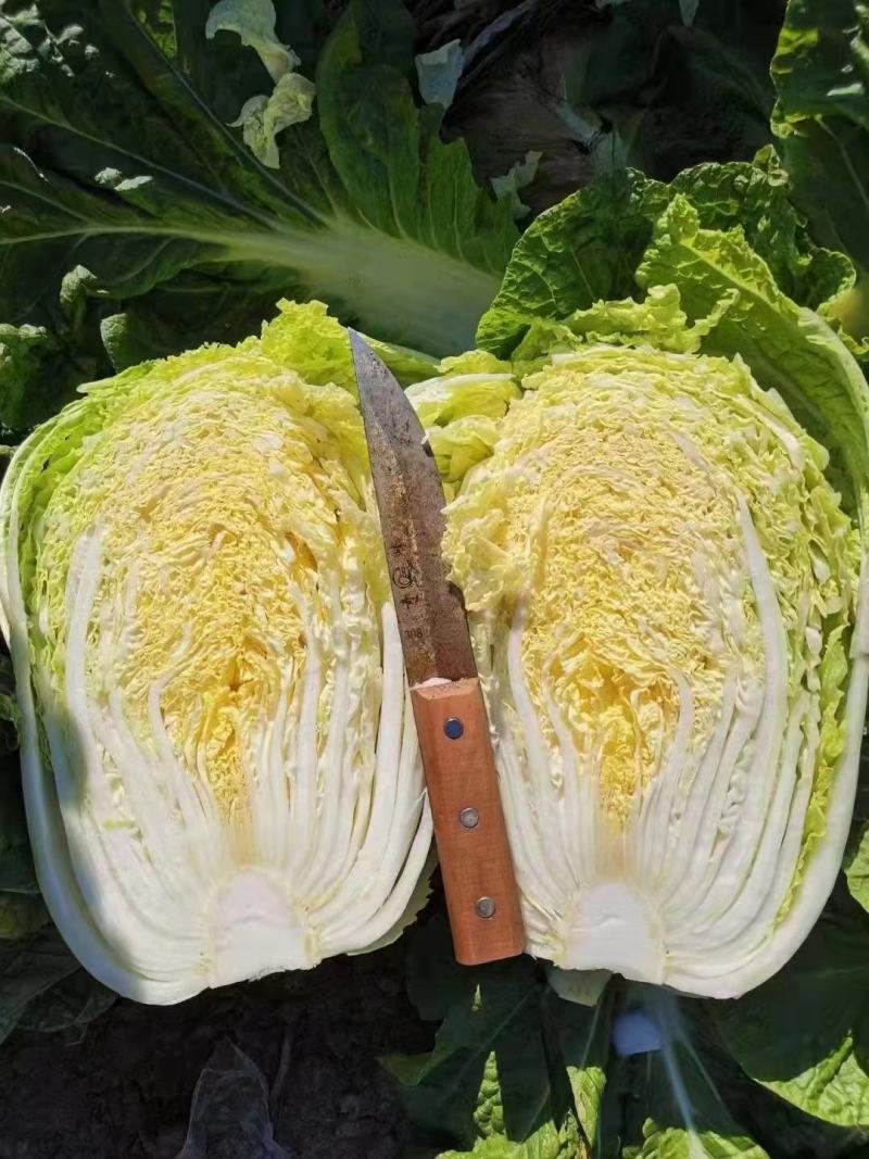 通许精品黄心大白菜已开售