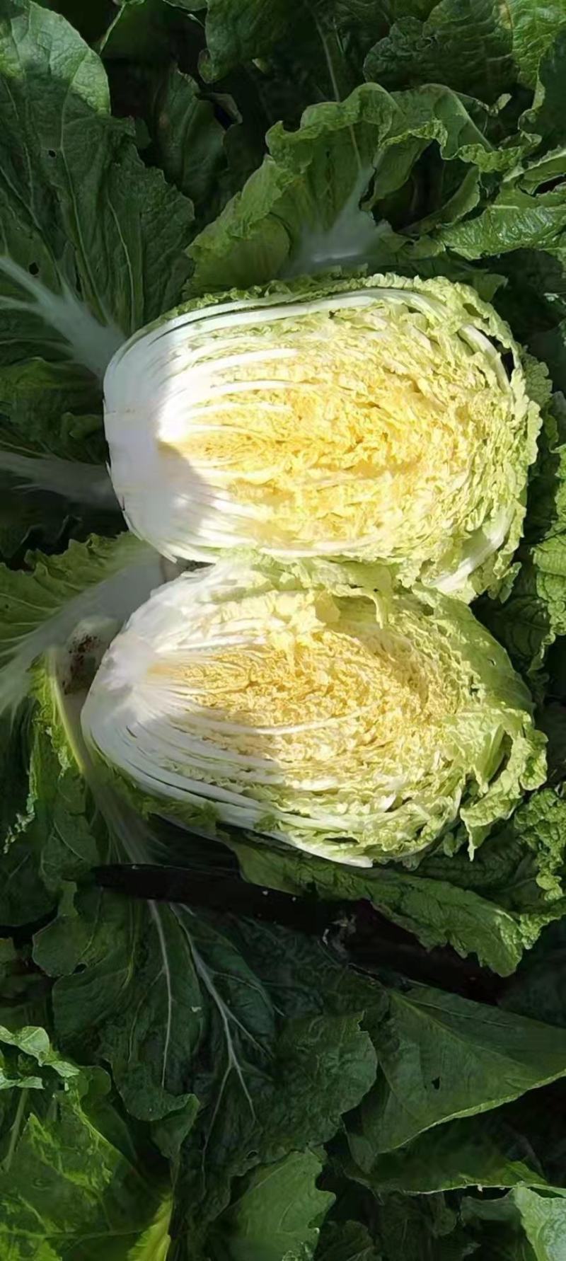 通许精品黄心大白菜已开售