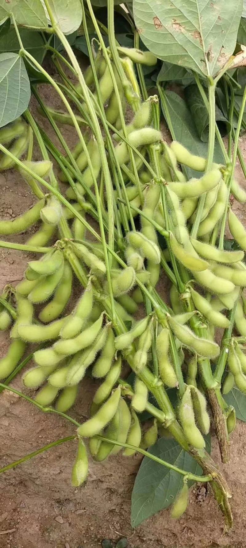 福建64精品全线上市毛豆版型饱满，个头大颜色青秀