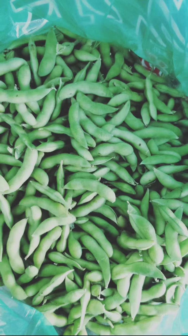 福建64精品全线上市毛豆版型饱满，个头大颜色青秀