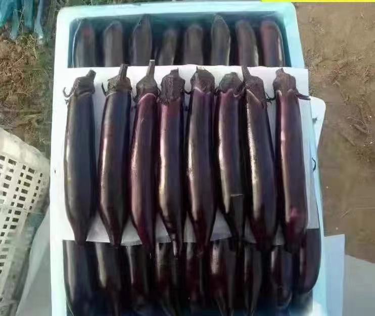 营养师在实验室分析茄子样本