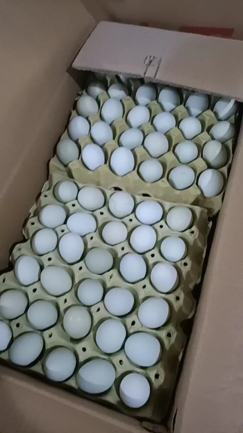 双色到位绿壳蛋乌鸡蛋零售批发。。。。。。。。。。