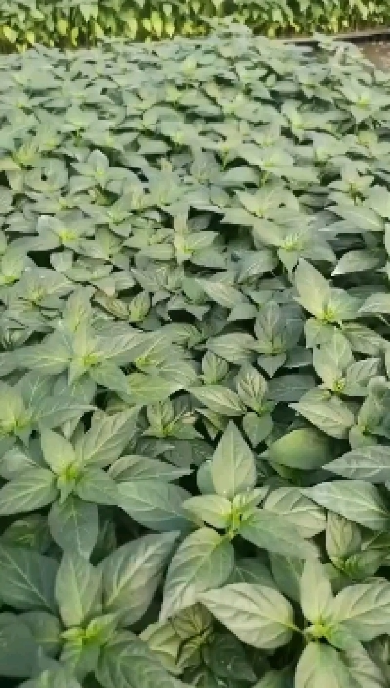 朝天椒苗，40多天左右优质苗