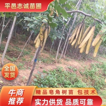 嫁接无刺皂角苗，基地直供现挖现买，死苗补发，回收产品。