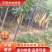 嫁接无刺皂角苗，基地直供现挖现买，死苗补发，回收产品。