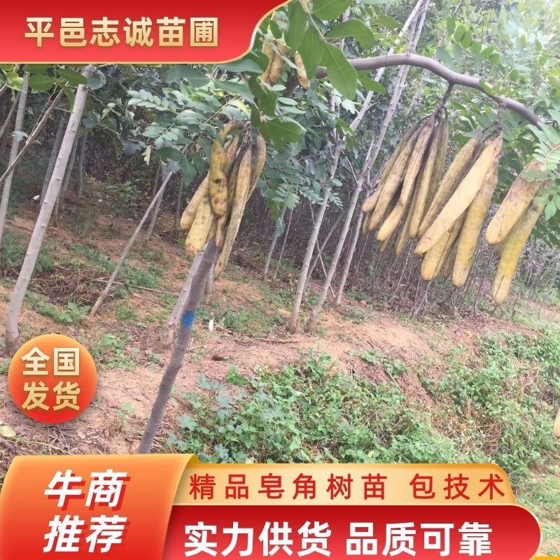 嫁接无刺皂角苗，基地直供现挖现买，死苗补发，回收产品。