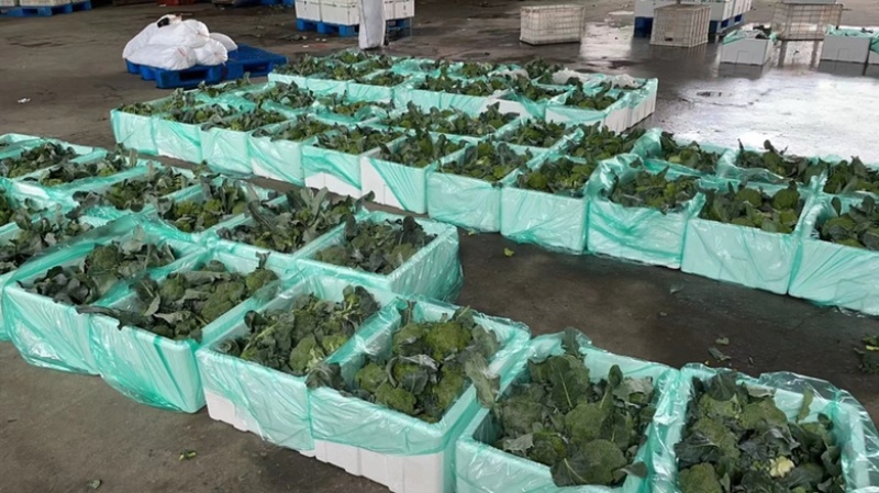 精品西兰花场地直供整车发货泡沫箱打冰