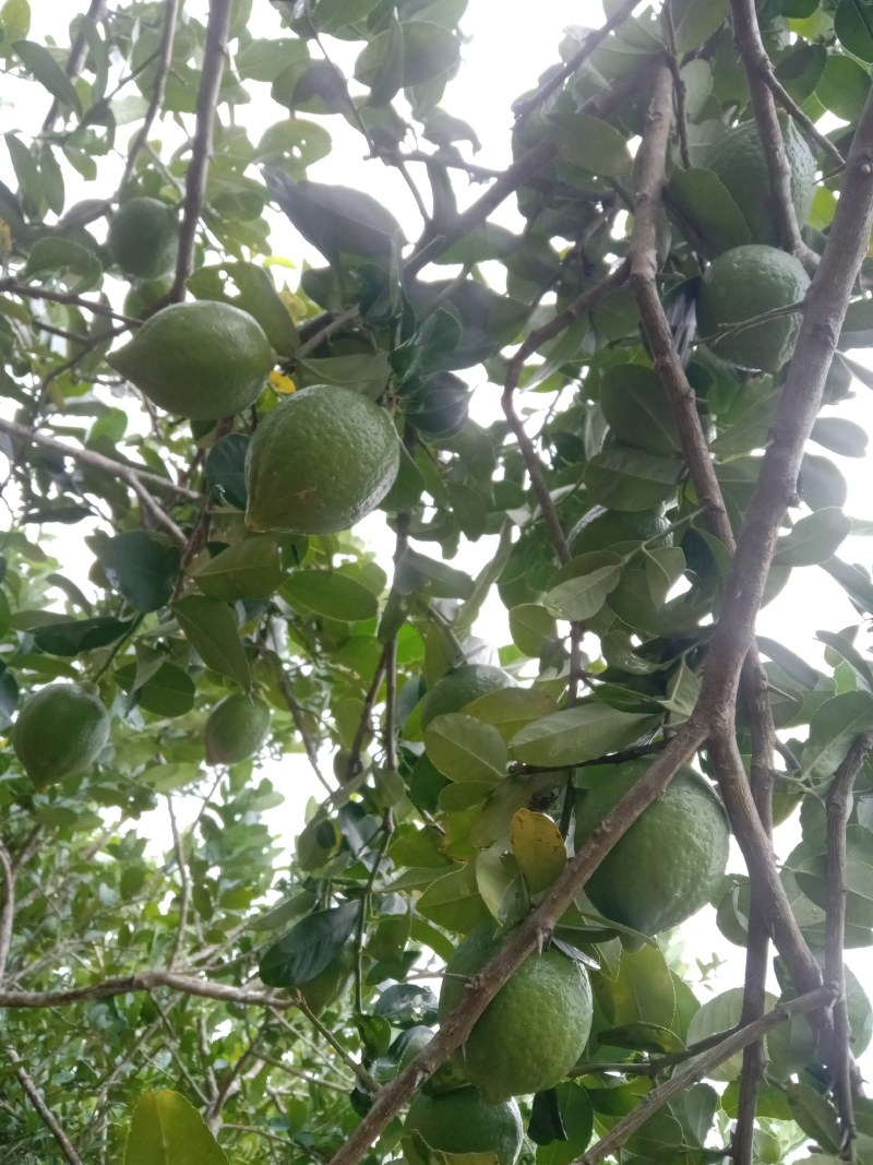 广东无籽香水柠檬1.5两到4两左右一级果