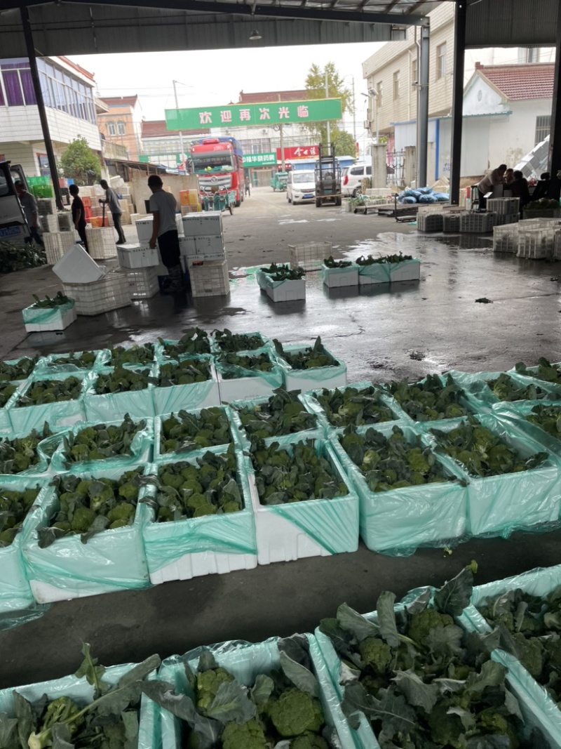 精品西兰花场地直供整车发货泡沫箱打冰