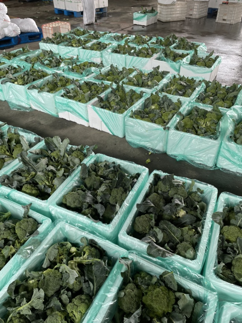 精品西兰花场地直供整车发货泡沫箱打冰