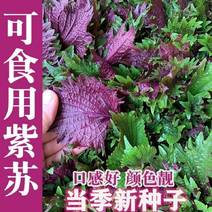 紫苏种子种籽孑苗盆栽可食用苏子紫苏叶籽四季种植菜蔬菜苏子