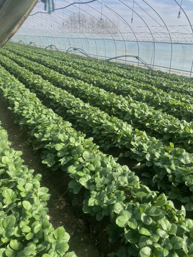 天仙醉草莓大量上市，果子大味道清甜基地全国发货